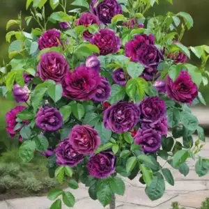 Róża pienna MINERVA 90 cm