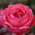 róża pienna Gartenprinzessin_Marie_Jose_kwiat różowy pełny pomponowy kulisty nostalgiczny