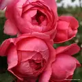 róża na pniu Gartenprinzessin_Marie_Jose_różowa czerwona róża drzewkowa, róża mocno pachnąca