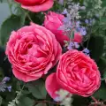 Gartenprinzessin_Marie_Jose_ pienna ADR, kwiat pachnący pełny , zdrowe liście, nie pnąca