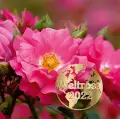 Heidetraum - WORLD ROSE 2022 róża świata, róża pienna różowa