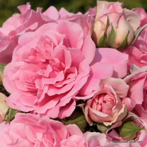 rose_rosa_strauchrose_uetersens-rosenprinzessin_kordes_01_1_1.jpg