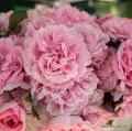 rose_rosa_strauchrose_uetersens-rosenprinzessin_kordes_02_1_1.jpg