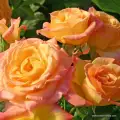 rose_orange_beetrose_gartenspass_kordes_5_1.jpg