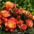 rose_orange_beetrose_gartenspass_kordes_9_1.jpg