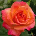 rose_bunt_beetrose_gartenspass_kordes_01_1.jpg