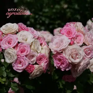 Róża pienna XENIA 60 cm - doniczka 7 l. 