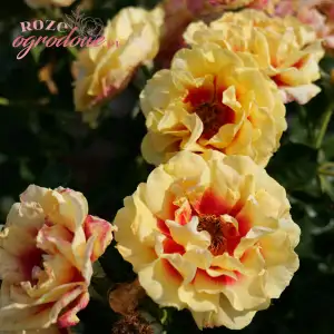 Róża pienna ORIENTA AYLIN 60 cm - doniczka 7 l.
