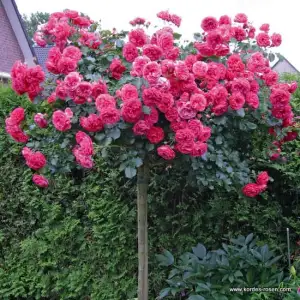 Róża pienna ROSARIUM UETERSEN 60 cm - doniczka 7 l.