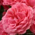 rose_rosa_strauchrose_rosarium-uetersen_kordes_01_1_1.jpg