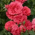 rose_rosa_strauchrose_rosarium-uetersen_kordes_02_1_1.jpg