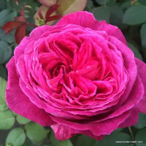 Róża pienna FREIFRAU CAROLINE 60 cm - doniczka 7 l.