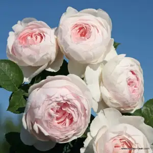 Róża pienna HERZOGIN CHRISTIANA 60 cm - doniczka 7 l.