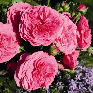 Róża pienna BARONESSE 60 cm - doniczka 7 l.
