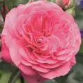 Baronesse Rosen Tantau