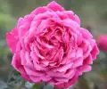 romantic-roses-alexandre-astier_nen_15093.png