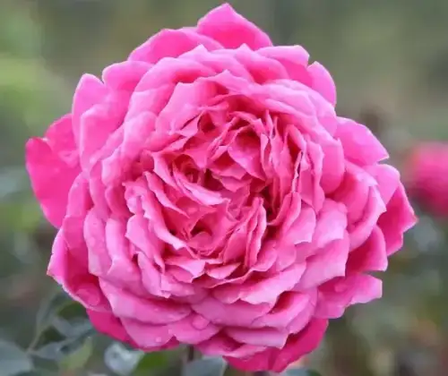 romantic-roses-alexandre-astier_nen_15093.png