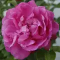 53-315-1.webp