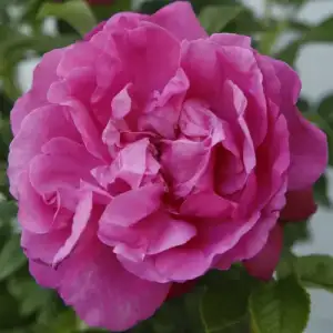 Róża okrywowa PINK ROADRUNNER - goły korzeń klasa A