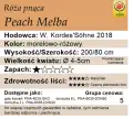 Peach Melba.png