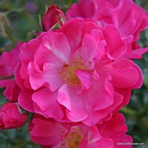 Róża okrywowa HOTLINE® - doniczka 2 l.