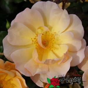 Róża okrywowa AMBER SUN® - doniczka 2 l.