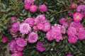 roza-okrywowa-purple-rain-sadzonki-kwiaty-rozeogrodowe.jpg