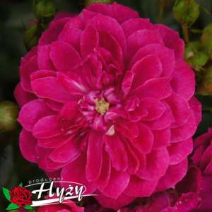 Róża okrywowa PURPLE RAIN® - doniczka 2 l.