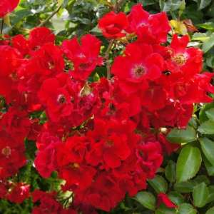 Róża okrywowa SOMMERABEND® - doniczka 2 l.