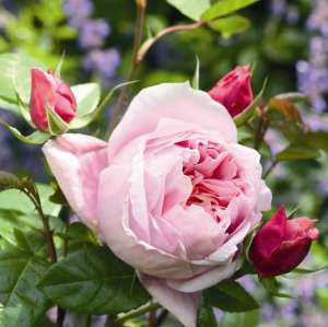 Róża wielkokwiatowa SCHÖNE MAID® - doniczka 2 l.