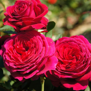 Róża wielkokwiatowa BIG PURPLE® - doniczka 2 l.