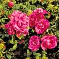 roza-okrywowa-red-foxi-rosa-krzewy-szkolka-grzegorz-hyzy.jpg