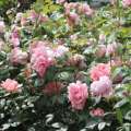 roze-rozowe-wielkokwiatowe-schone-maid-rozeogrodowe-pachnace.jpg