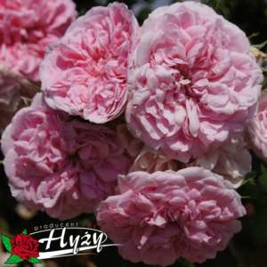 Róża parkowa UETERSENS ROSENPRINZESSIN® - doniczka 2 l.