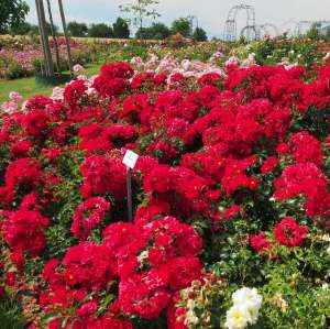 Róża okrywowa MATADOR® - doniczka 2 l.