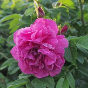 Róża parkowa ROSA RUGOSA NN - goły korzeń klasa A