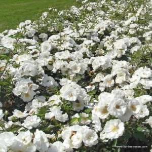 Róża okrywowa INNOCENCIA® - doniczka 2 l.