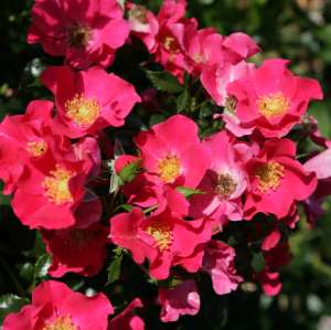 Róża okrywowa STADT ROM® - doniczka 2 l.