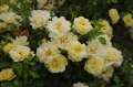 roze-okrywowe-krzewy-sunny-rose-adr-zdrowe-zolte.jpg