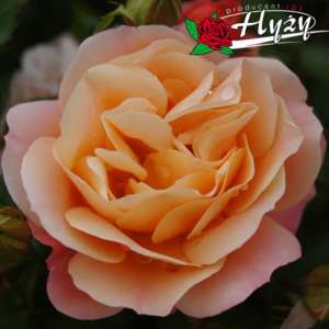 Róża okrywowa CUBANA® - doniczka 2 l.