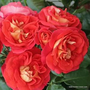 Róża rabatowa GEBRUDER GRIMM® - Doniczka 2 l.