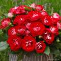 roza-czerwona-rabatowa-rose-der-einheit-szkolka-grzegorz-hyzy.jpg