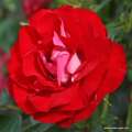 roza-czerwona-rose-der-einheit-rozeogrodowe.jpg