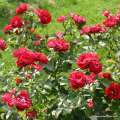 roza-czerwona-rabatowa-rose-der-einheit-szkolka-rozeogrodowe.jpg