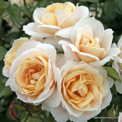 roza-biala-lions-rose-kwiaty-krzewy-sadzonki-rozeogrodowe.jpg