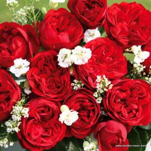 Róża rabatowa OUT OF ROSENHEIM® - Doniczka 2 l.