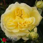 Róża rabatowa SOLERO® - Doniczka 2 l.