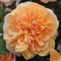 roza-herbaciana-sangerhauser-jubilaumsrose- krzewy-kwiaty-szkolka-hyzy.jpg