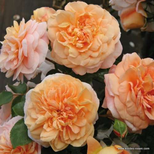 roza-herbaciana-rabatowa-sangerhauser-jubilaumsrose-szkolka-rozeogrodowe.jpg