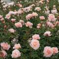 roza-rabatowa-herbaciana-sangerhauser-jubilaumsrose-krzewy-kwiaty-sadzonka-doniczki.jpg